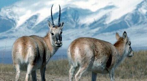 What Do Tibetan antelope Symbolize in Dreams and How to Interpret the Meaning