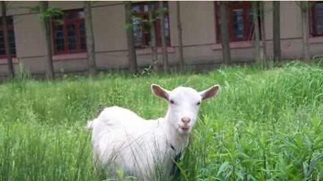 What Do Goat Symbolize in Dreams and How to Interpret the Meaning