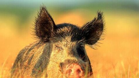What Do Wild boar Symbolize in Dreams and How to Interpret the Meaning