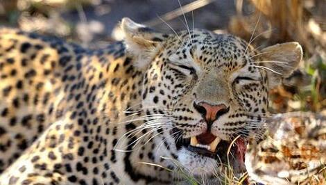 What Do Leopard Symbolize in Dreams and How to Interpret the Meaning