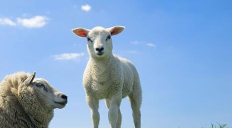 What Do sheep Symbolize in Dreams and How to Interpret the Meaning