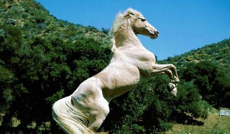 What Do horses Symbolize in Dreams and How to Interpret the Meaning