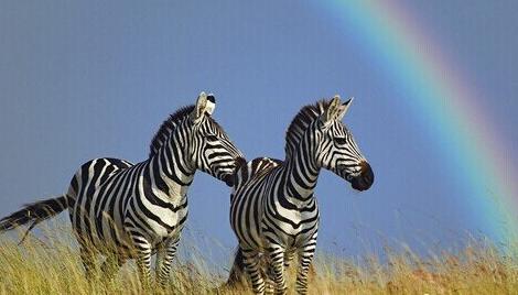 What Do Zebra Symbolize in Dreams and How to Interpret the Meaning