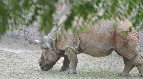 What Do Rhinoceros Symbolize in Dreams and How to Interpret the Meaning
