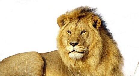 What Do lion Symbolize in Dreams and How to Interpret the Meaning