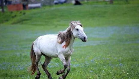 What Do White horse Symbolize in Dreams and How to Interpret the Meaning