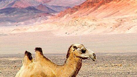 What Do Camel Symbolize in Dreams and How to Interpret the Meaning