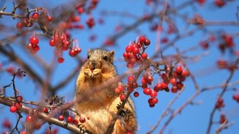 What Do Squirrel Symbolize in Dreams and How to Interpret the Meaning