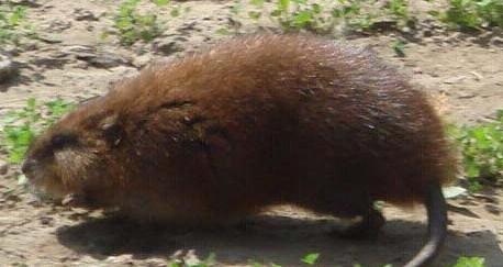 What Do Muskrat Symbolize in Dreams and How to Interpret the Meaning