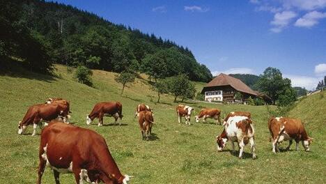 What Do Group of cattle Symbolize in Dreams and How to Interpret the Meaning