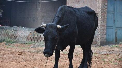 What Do Black cow Symbolize in Dreams and How to Interpret the Meaning