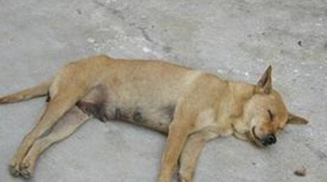 What Do Dead dog Symbolize in Dreams and How to Interpret the Meaning