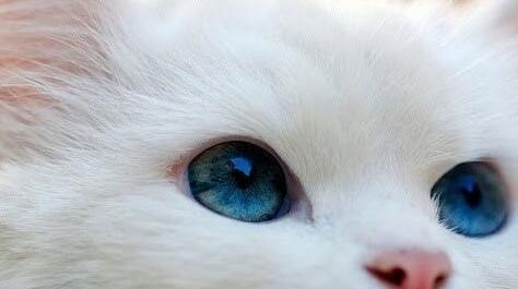 What Do White cat Symbolize in Dreams and How to Interpret the Meaning