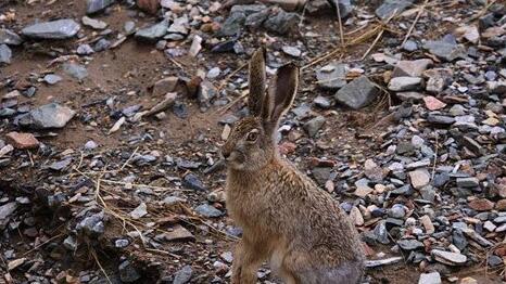 What Do Hare Symbolize in Dreams and How to Interpret the Meaning