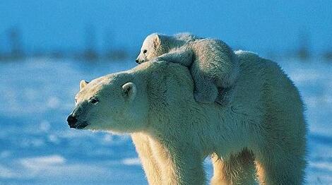 What Do Polar bear Symbolize in Dreams and How to Interpret the Meaning