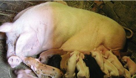 What Do The pig gave birth to a lot of piglets. Symbolize in Dreams and How to Interpret the Meaning