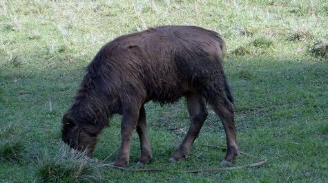 What Do Calf grazing Symbolize in Dreams and How to Interpret the Meaning