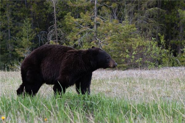 What Do Black bear Symbolize in Dreams and How to Interpret the Meaning