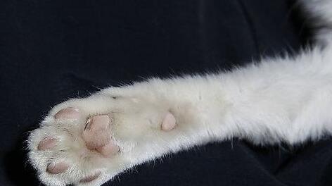 What Do Animal paw Symbolize in Dreams and How to Interpret the Meaning – Dream
