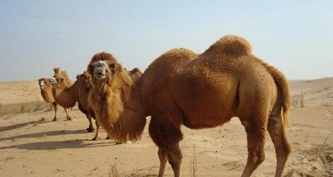What Do Camel Symbolize in Dreams and How to Interpret the Meaning