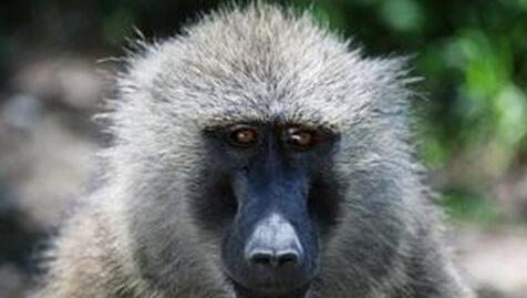 What Do Baboon Symbolize in Dreams and How to Interpret the Meaning