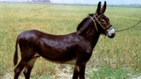 What Do Donkey Sounds Symbolize in Dreams and How to Interpret the Meaning