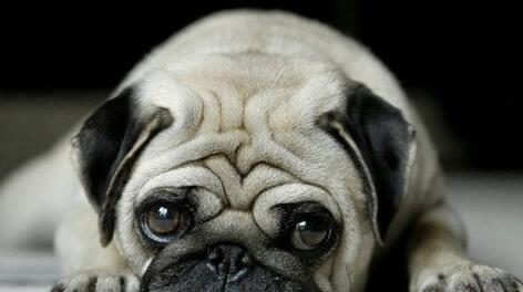 What Do Pug Symbolize in Dreams and How to Interpret the Meaning