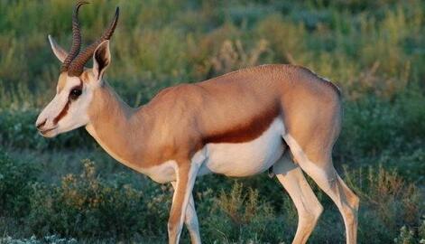 What Do Antelope Symbolize in Dreams and How to Interpret the Meaning