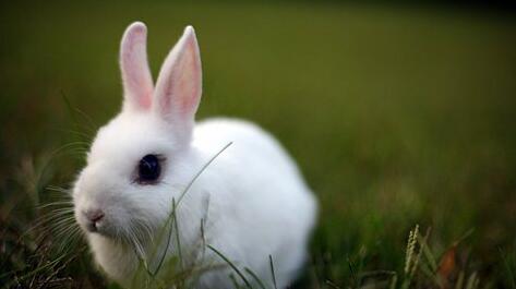 What Do White Rabbit Symbolize in Dreams and How to Interpret the Meaning