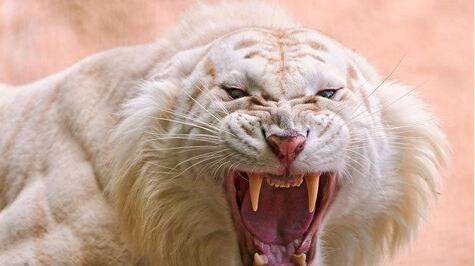 What Do White Tiger Symbolize in Dreams and How to Interpret the Meaning