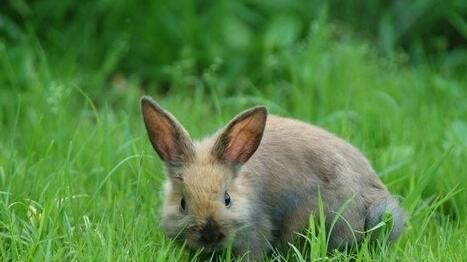 What Do Rabbit running in the wilderness Symbolize in Dreams and How to Interpret the Meaning