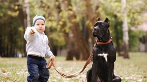 What Do Take a big dog for a walk Symbolize in Dreams and How to Interpret the Meaning