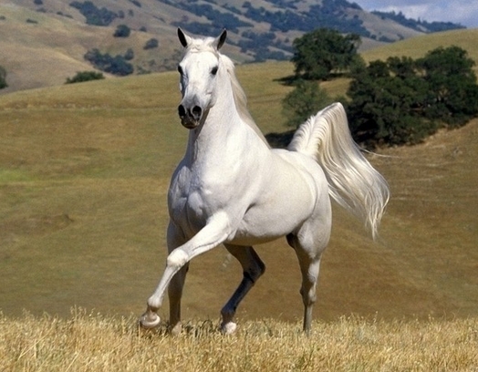 What Do Horse near Symbolize in Dreams and How to Interpret the Meaning