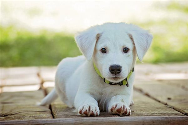 What Do White dog Symbolize in Dreams and How to Interpret the Meaning