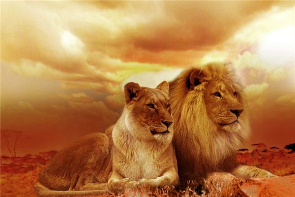 What Do Chased by lion Symbolize in Dreams and How to Interpret the Meaning