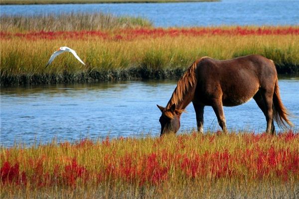 What Do Wild horse Symbolize in Dreams and How to Interpret the Meaning