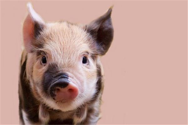 What Do Pig raising Symbolize in Dreams and How to Interpret the Meaning