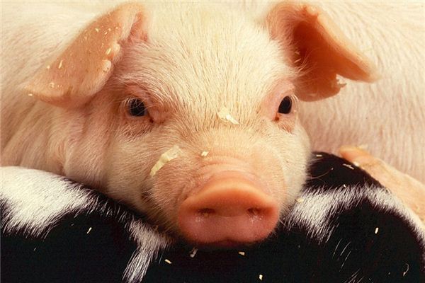 What Do Pig head Symbolize in Dreams and How to Interpret the Meaning