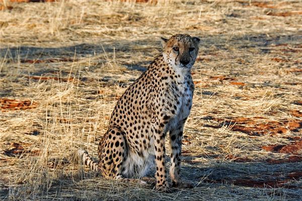What Do Cheetah Symbolize in Dreams and How to Interpret the Meaning