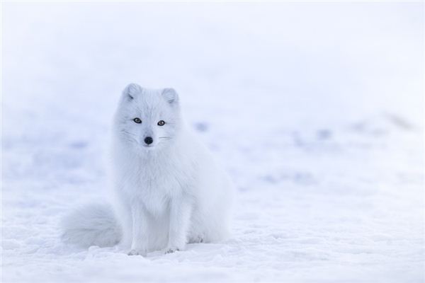 What Do arctic fox Symbolize in Dreams and How to Interpret the Meaning