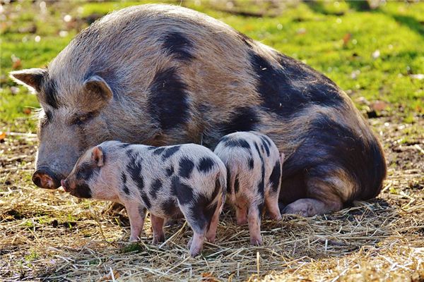What Do Feeding pigs Symbolize in Dreams and How to Interpret the Meaning