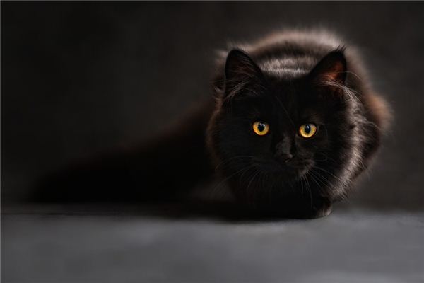 What Do Black cat Symbolize in Dreams and How to Interpret the Meaning