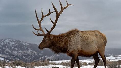 What Do Elk Symbolize in Dreams and How to Interpret the Meaning