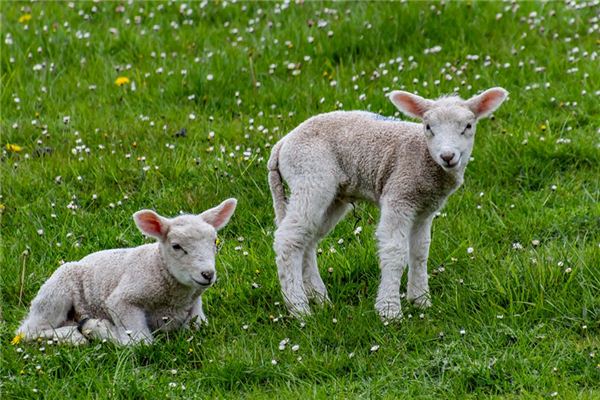 What Do White sheep Symbolize in Dreams and How to Interpret the Meaning