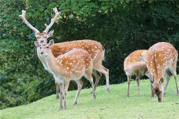 What Do Sika deer Symbolize in Dreams and How to Interpret the Meaning