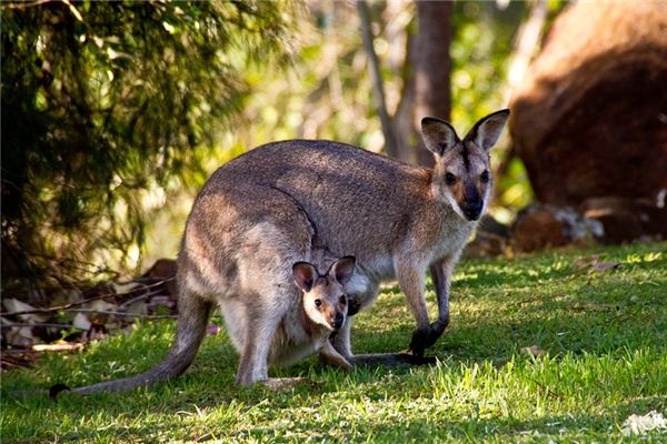 What Do kangaroo Symbolize in Dreams and How to Interpret the Meaning