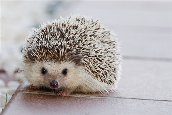 What Do Hedgehog Symbolize in Dreams and How to Interpret the Meaning