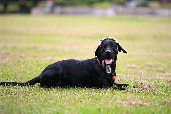 What Do Black Dog Symbolize in Dreams and How to Interpret the Meaning