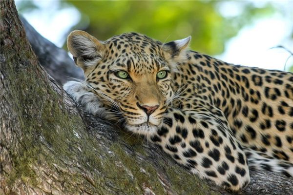 What Do Jaguar Symbolize in Dreams and How to Interpret the Meaning