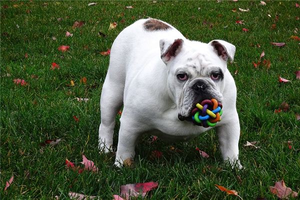 What Do Bulldog Symbolize in Dreams and How to Interpret the Meaning